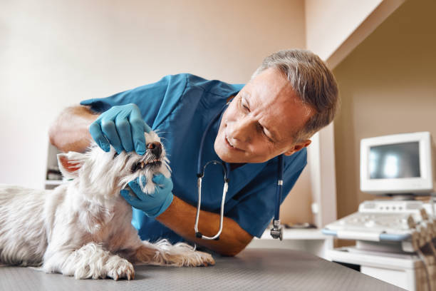 Best Same-Day Emergency Dental Services in Mount Airy, NC